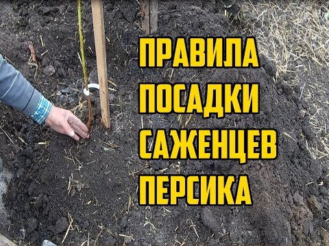 Видео: Как посадить персик правильно / Посадка персика осенью / Правила посадки саженцев персика