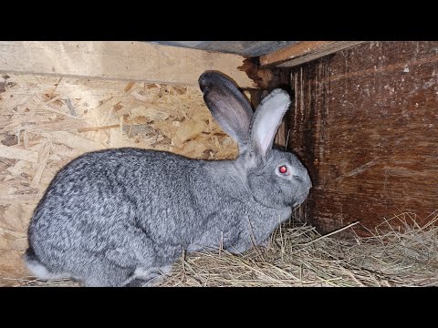 Видео: Таких кроликів я ще не бачив. Кролики від підписника