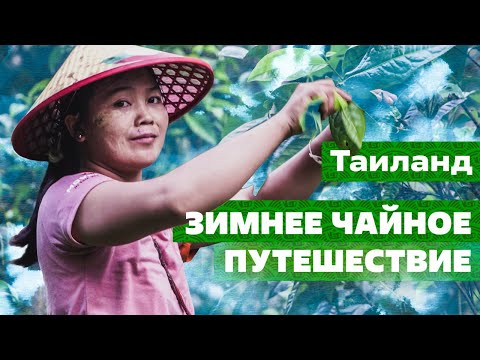 Видео: Таиланд. Зимнее чайное путешествие