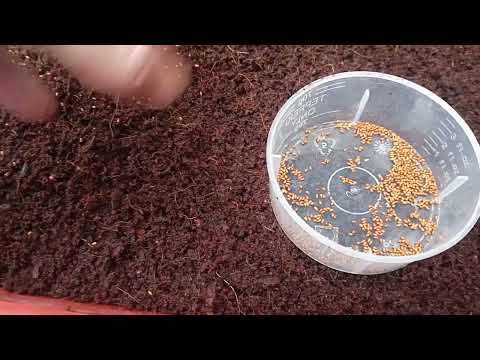 Видео: Посев Виолы!