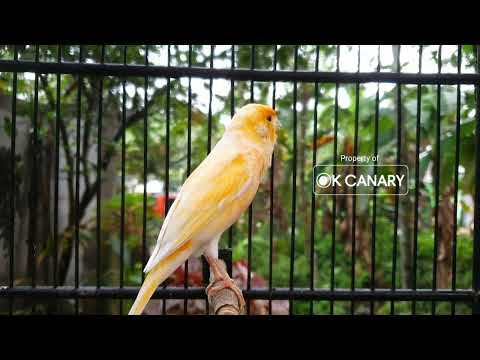 Видео: ДОКАЗАННАЯ ЭФФЕКТИВНОСТЬ❗ Специальный аудиоурок для формирования характера голоса вашей канарейки