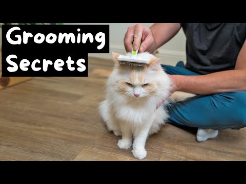 Видео: Как ухаживать за кошкой породы рэгдолл за 6 простых шагов | The Cat Butler