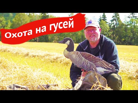 Видео: Охота на поле на гусей в Норвегии. Охотничьи приключения в Норвегии (Охотник и рыболов)