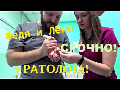 Видео: Крысики тоже лечатся. Знакомство с ратологом. Крысы у врача