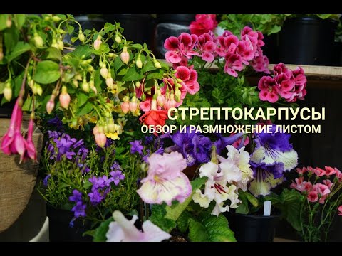 Видео: СТРЕПТОКАРПУСЫ: Обзор, размножение