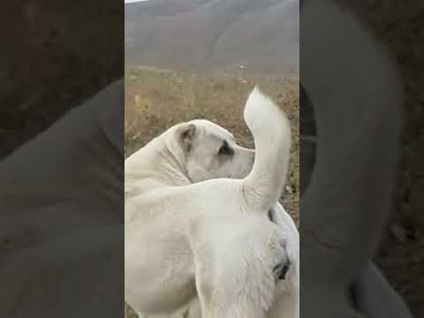 Видео: нападение хирс ба чупонхо бза лайка