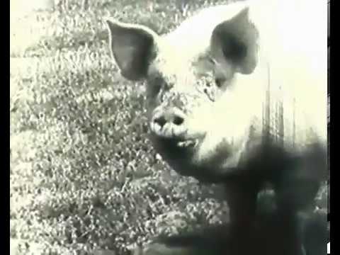 Видео: Свиной цепень