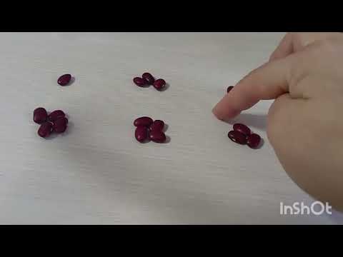 Видео: Гадание на бобах.Научись сам