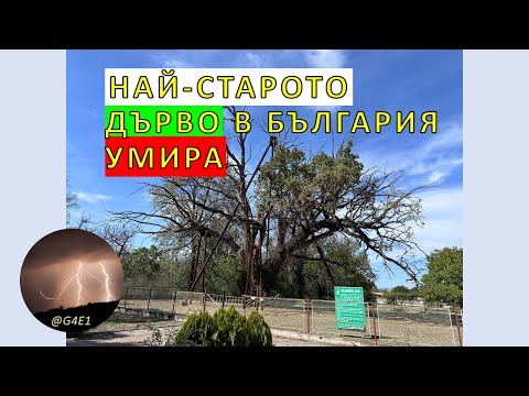 Видео: Гранитският дъб - най-старото дърво в България