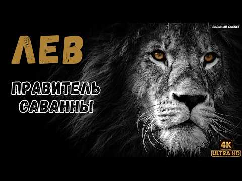 Видео: 🦁 Царь зверей: правда о жизни львов | Реальный сюжет | Документальный фильм о диких кошках |
