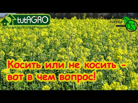 Видео: КАК КОСИТЬ СИДЕРАТЫ? Какие сидераты, когда и как косить: все в одном видео.