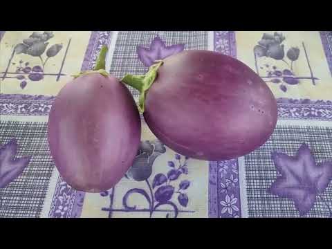 Видео: Все тонкости посева БАКЛАЖАНОВ. Супер посевы, рассада-болезни и уход, подкормки.