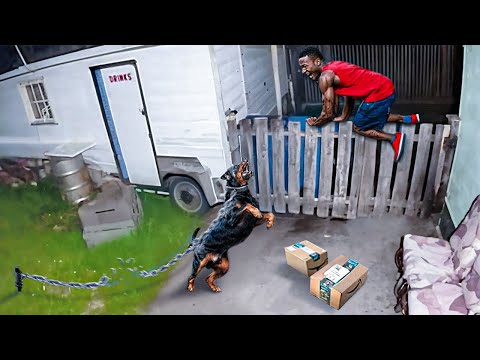 Видео: Когда воры связываются не с той сторожевой собакой!