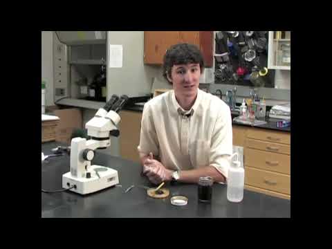 Видео: Акарапидоз   Как его распознать и лечить  Университет Флориды