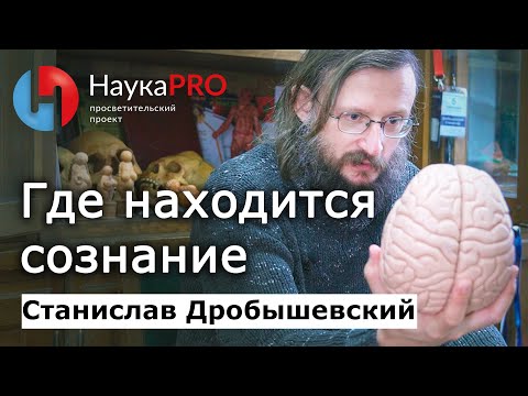 Видео: Где находится сознание? – Станислав Дробышевский | Лекции по антропологии | Научпоп