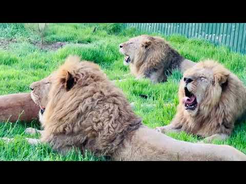Видео: Львы прайда вожака ждут выхода БЕЛЫХ ЛЬВОВ!