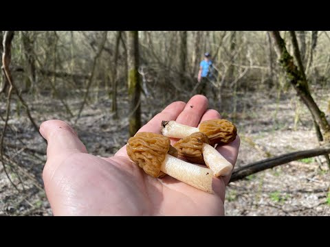 Видео: Грибы пошли! Я и не думал что столько найдем! Первые весенние грибы! Сезон тихой охоты 2024 открыт!