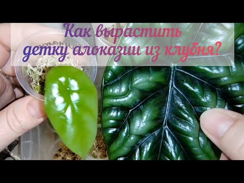 Видео: Обзор теплички с детками алоказий/Особенности ухода и выращивания с 0/Рассказываю все от А до Я