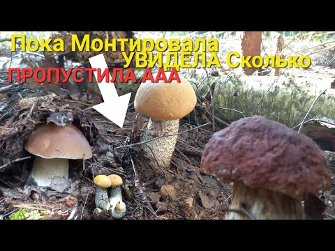 Видео: Грибной Рай🍄Сбор ГРИБЫ КРУГОМ наступать некуда Это просто Мечта Грибника /В Лес Лечиться/ОХ НЕ ЗРЯ