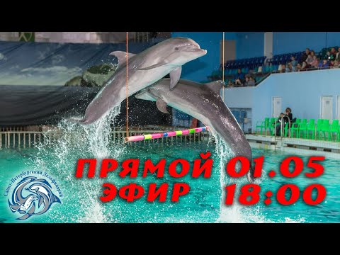 Видео: Что  такое игра? Как дельфины общаются между собой и с другими вида Санкт-Петербургский Дельфинарий.