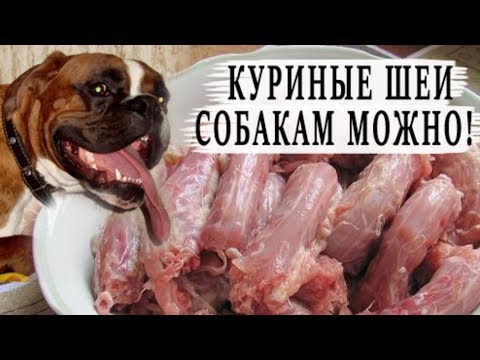 Видео: Можно ли собакам куриные шейки?