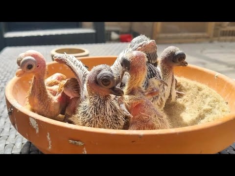 Видео: ТОП 10 САМЫХ (НЕУДАЧНЫХ) ПОРОД ГОЛУБЕЙ