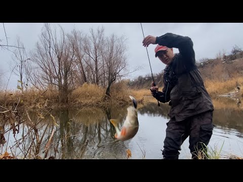 Видео: ОКУНЬ НА КИТАЙСКИЕ МИКРО ВОБЛЕРА. РЫБАЛКА В НОЯБРЕ НА УЛЬТРАЛАЙТ