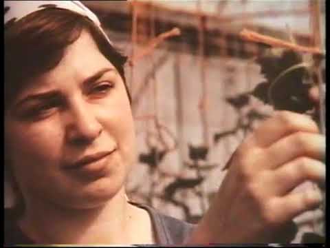 Видео: Семеноводство гетерозисных гибридов тепличного огурца