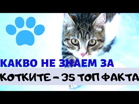 Видео: КАКВО НЕ ЗНАЕМ ЗА КОТКИТЕ + 35 ИНТЕРЕСНИ ФАКТА