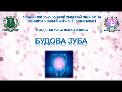 Видео: Будова зуба. Гістологія