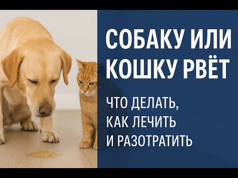 Видео: У собаки или кошки рвота | Что делать, как лечить рвоту у собак и кошек и как ее профилактировать