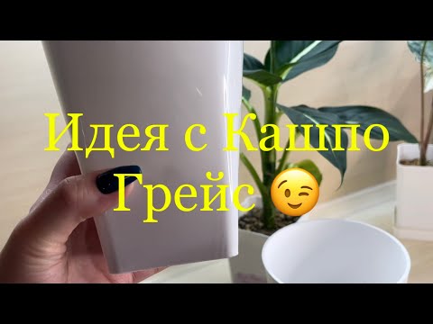 Видео: Пересадки# диффенбахия#сингониум#хлорофитум
