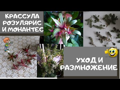 Видео: Крассула РОЗУЛЯРИС и МОНАНТЕС. Уход за этими растениями и их размножение