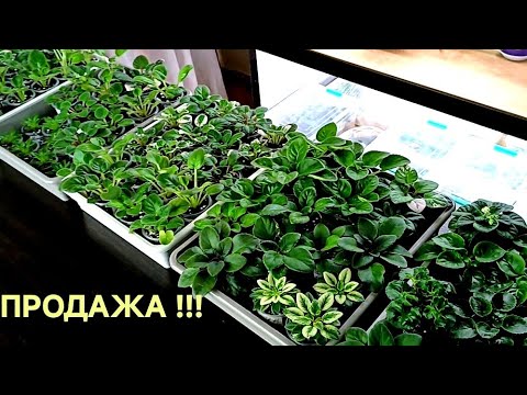 Видео: ФИАЛКИ! ПРОДАЖА ДЕТОК !!! ОНЛАЙН МАГАЗИН !