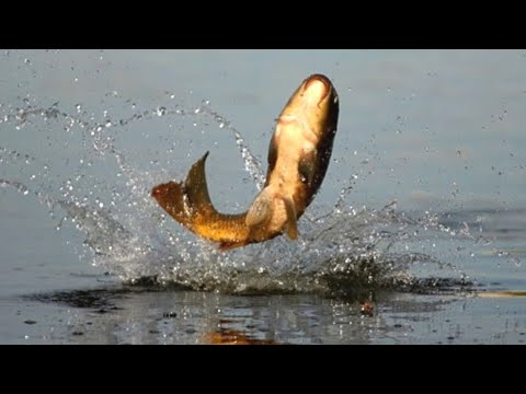 Видео: Осенняя рыбалка на Сырдарье