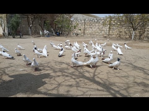 Видео: #bakigoyercinleri2020 Mehemmedli Ramiz  #бакинскиеголуби2020 #goyercinler #pigeonsbaku #guvercinler