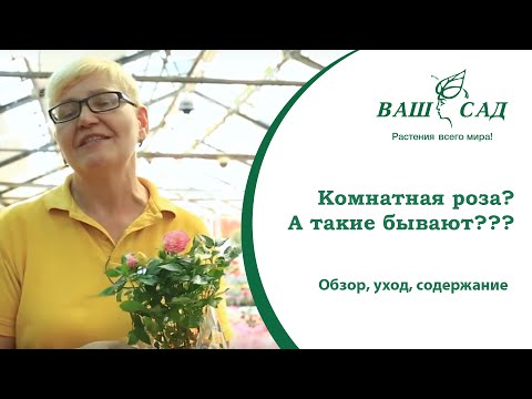 Видео: Бывают ли комнатные розы? Обзор, уход, содержание в квартире. Ваш сад