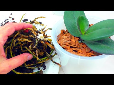 Видео: Детский сад маленьких орхидей. Ясельная группа. Отделяем детку орхидею и делаем посадку в кору.