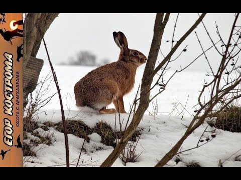 Видео: Охота на зайца. Как легко научиться читать следы.