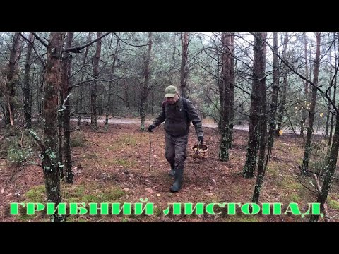 Видео: ГРИБНИЙ ЛИСТОПАД,,, З КОШИКОМ ПО ЛІСІ,,,11,11,2025РіК