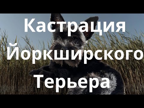Видео: Кастрация Йоркширского терьера в Польше 🇵🇱