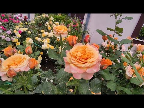 Видео: Прогулка по розовому саду 🌹🌹💕💕 Спасибо питомнику Мишкины розы  за саженцы без пересорта‼💕💕