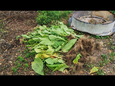 Видео: Болезнь табака Фузариоз. Первые ошибки в табаководстве.