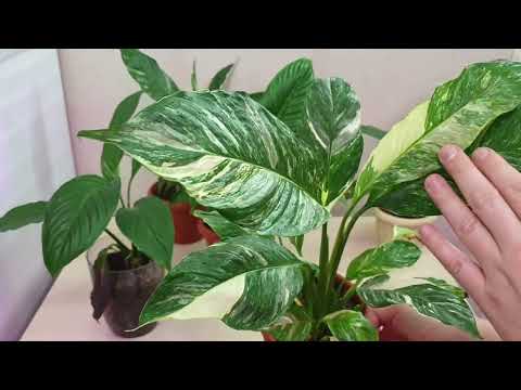 Видео: 12. почему у спатифиллума сохнут листья  t.me/fdob59   vk.com/fdob59