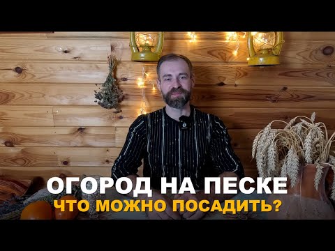 Видео: ОГОРОД НА ОБЕДНЕННОЙ ПОЧВЕ. Культуры, которые хорошо растут даже на песке.
