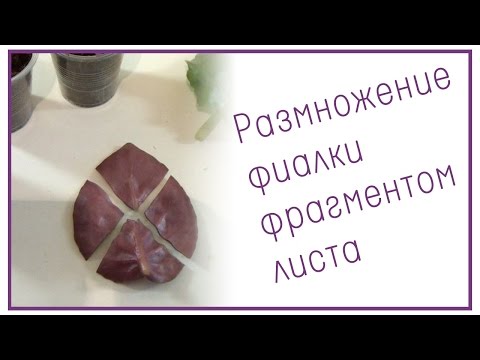 Видео: Размножение фиалки фрагментом листа
