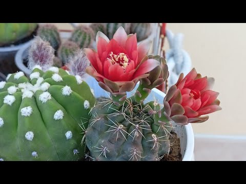 Видео: Кактус Гимнокалициум Балдианум или Карликовый Подбородочный. Cactus Gymnocalycium Baldisnum.