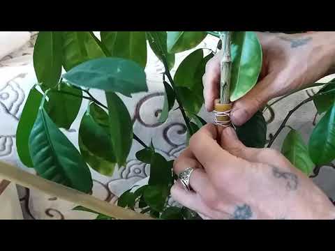 Видео: Новый метод укоренения мандарина с помощью воздушной отводки Method of rooting mandarin layering