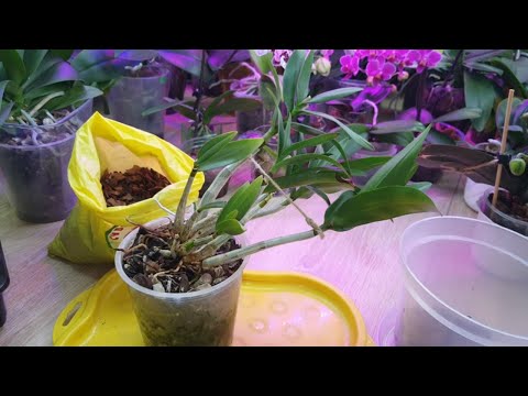 Видео: Орхидея Dendrobium Berry Oda. Посадка и уход. Обзор орхидей Дендрофаленопсис после лечения
