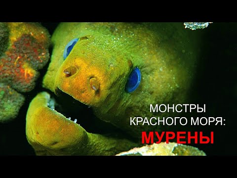 Видео: Опасные животные красного моря: Мурена.